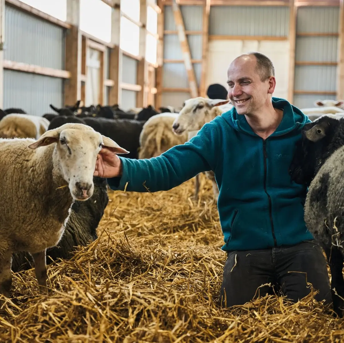 A man kneels among sheep in the straw and smiles in a stable.