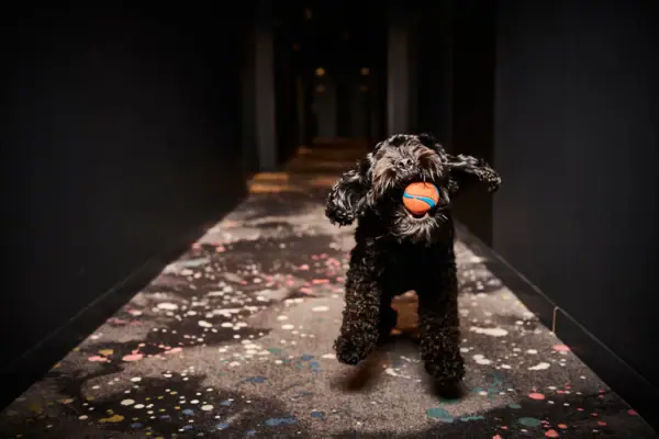 Dogs at the Urban Nature Hotel St. Peter-Ording A black dog in the corridor of the Urban Nature Hotel in St. Peter-Ording.