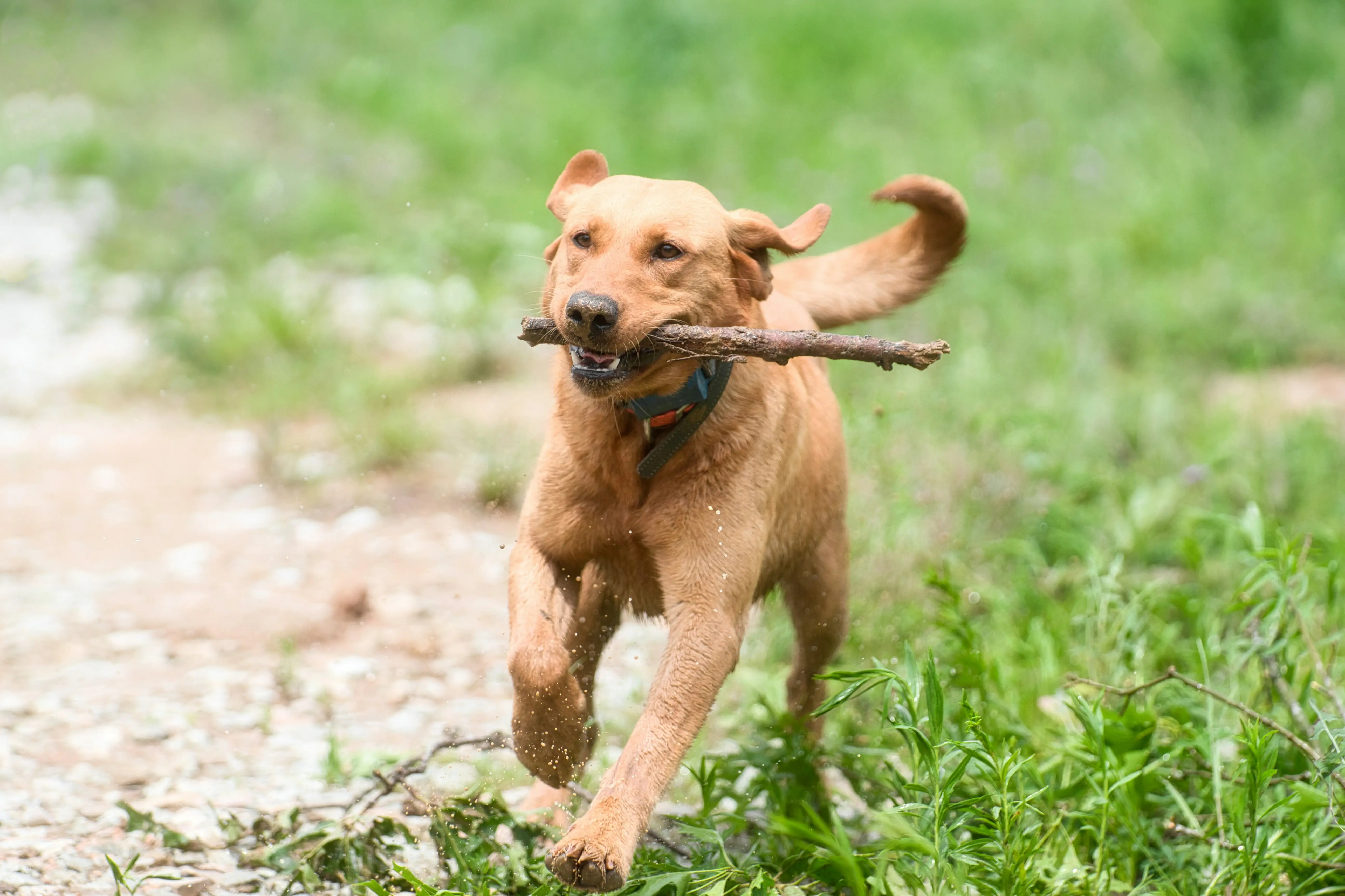 Ein Hund läuft über eine grüne Wiese und hält einen Stock im Maul.
