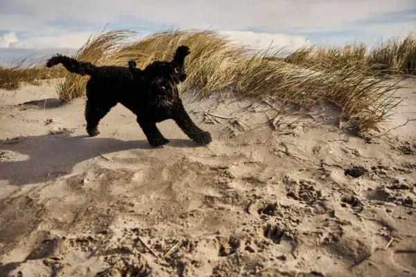 Ein schwarzer Pudel tobt am Strand in den Dünen.