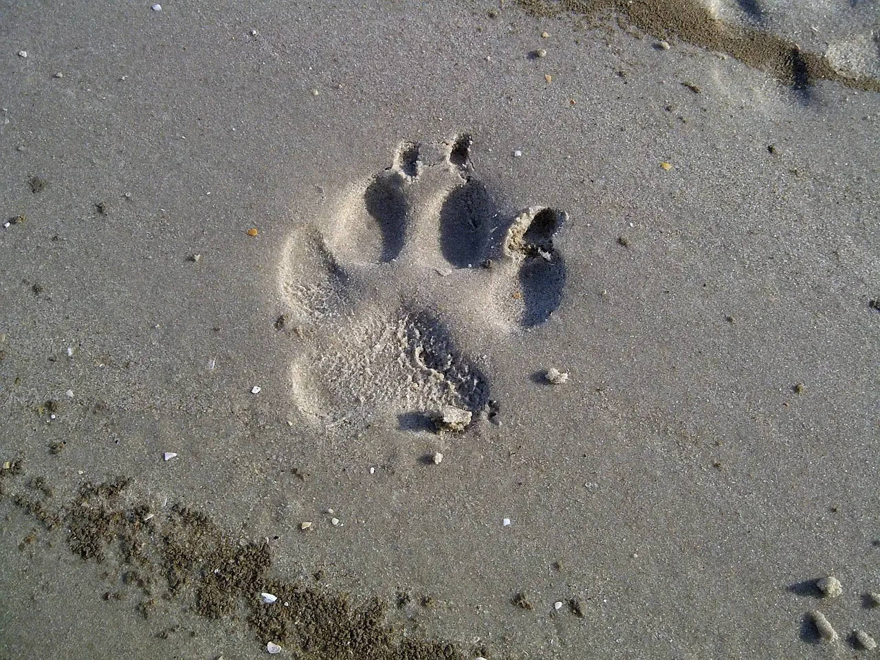Ein Abdruck einer Hundepfote im Watt.