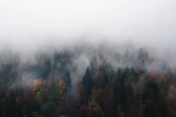 A misty forest with trees.