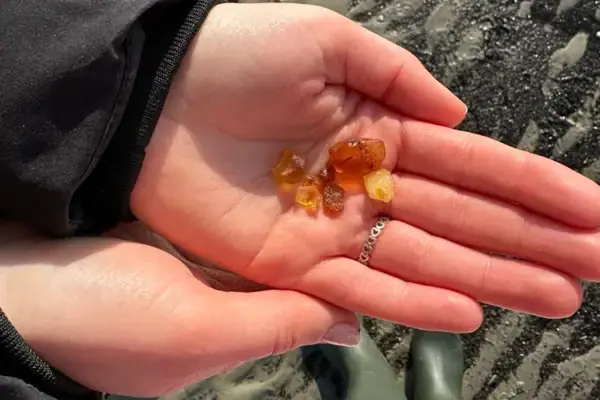Amber found during mudflat hike A hand holds pieces of amber while walking on the mudflats in St. Peter-Ording.