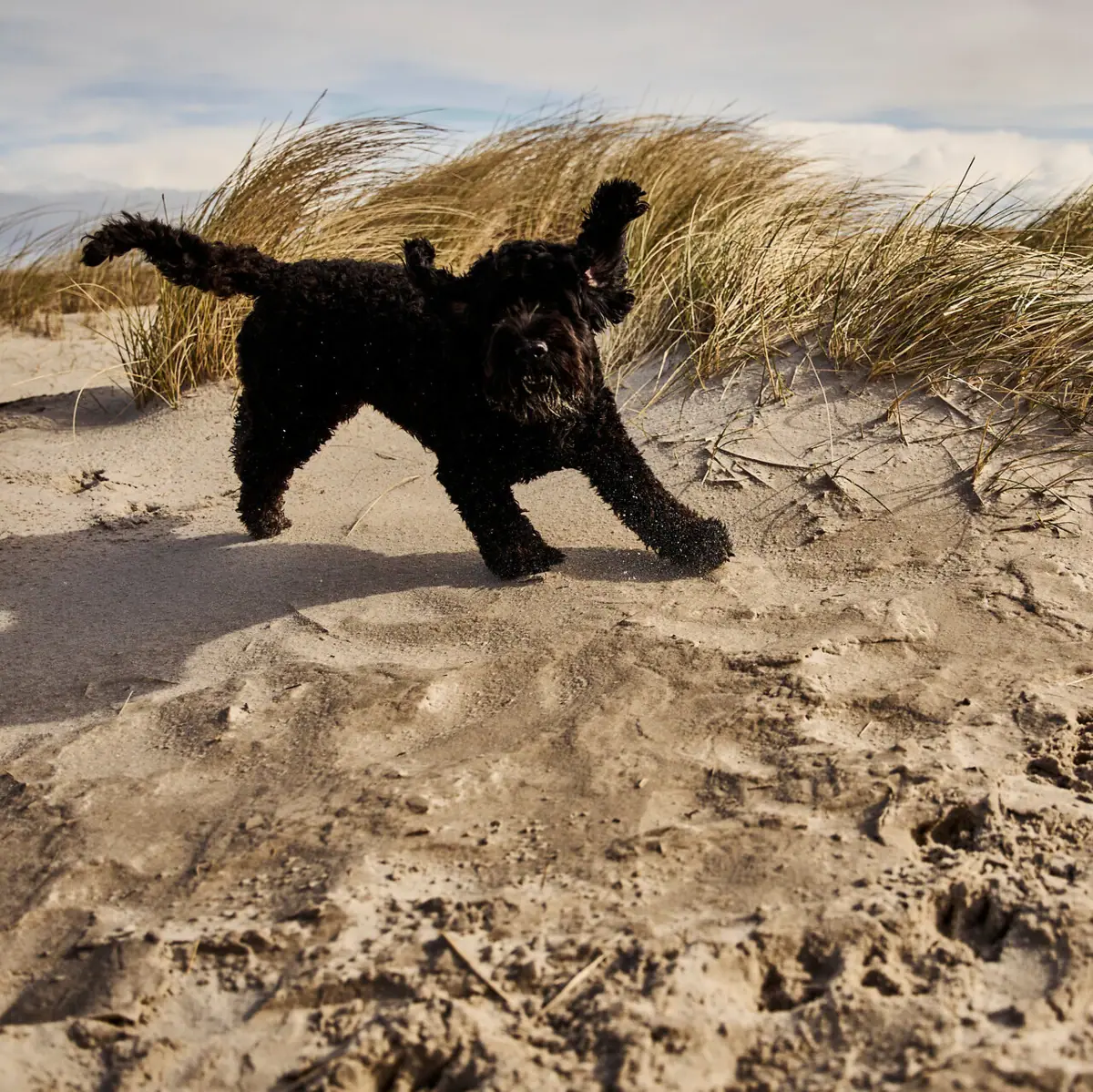 Dog on the beach A dog is running towards the beach in St Peter-Ording, with the dunes in the background.