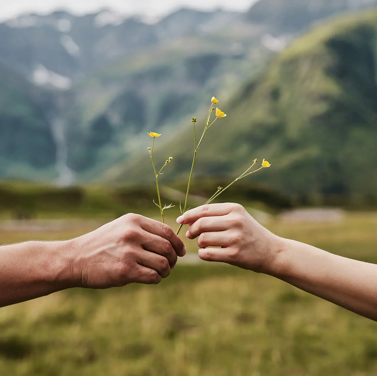 A person is holding a plant.